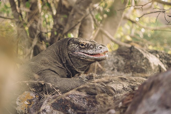 Komodo Private Tour 3Days 2 Night - Common questions