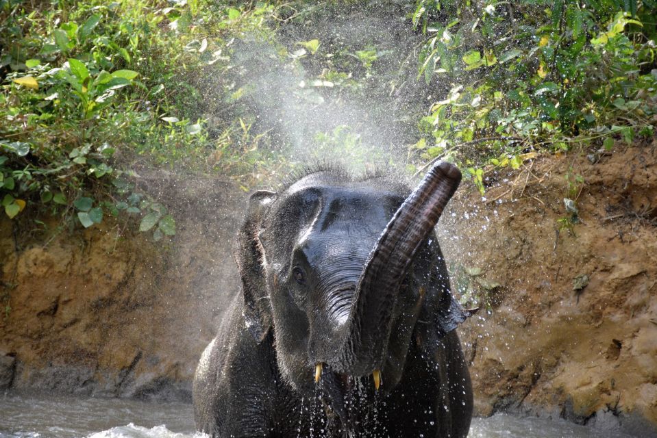 Krabi: Elephant Care House & 7-Level Huay Tho Waterfall Trip - Last Words