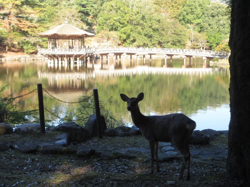 Kyoto-Nara: Great Buddha, Deer, Pagoda, 'Geisha' (Japanese) - Encounter With Deer