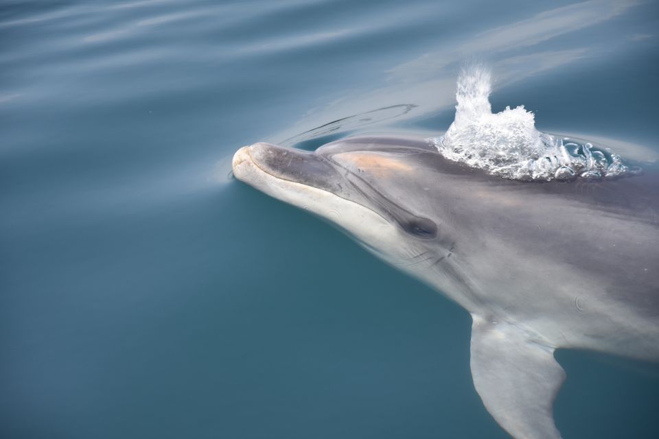 Lagos: Dolphin Watching With Marine Biologists - Common questions