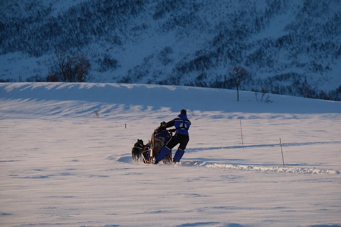 Lapland Husky Sled Safari From Tromso - Common questions