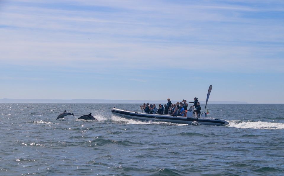 Lisbon: Dolphin Watching Boat Tour - Positive Customer Feedback