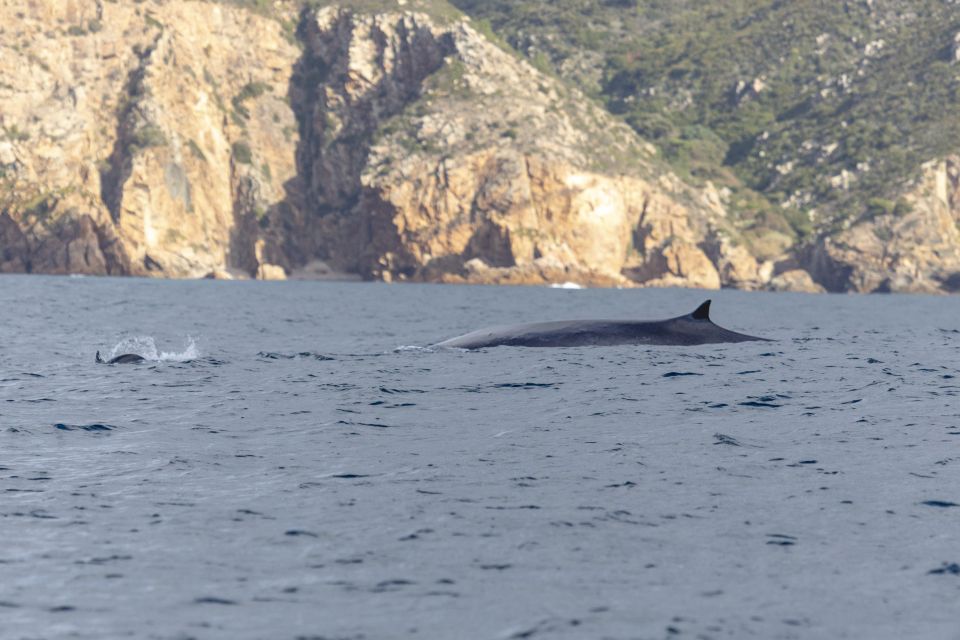 Lisbon: Dolphin Watching With Marine Biologist - Common questions