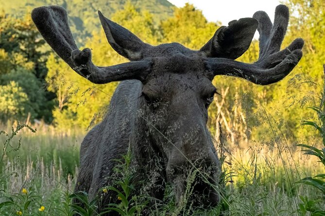 Lofoten Arctic Wildlife Safari - Last Words