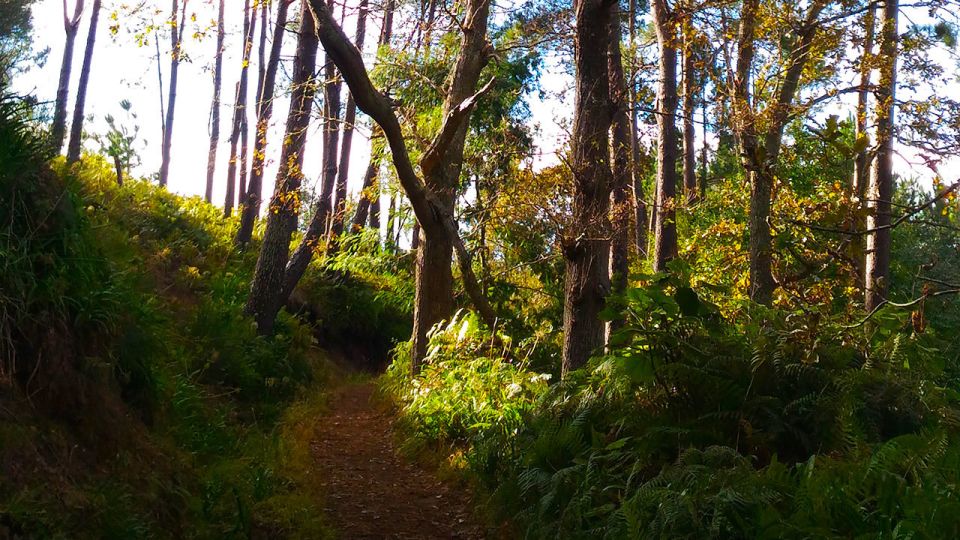 Madeira: Paradise Valley Levada Walk - Free Pickup Service