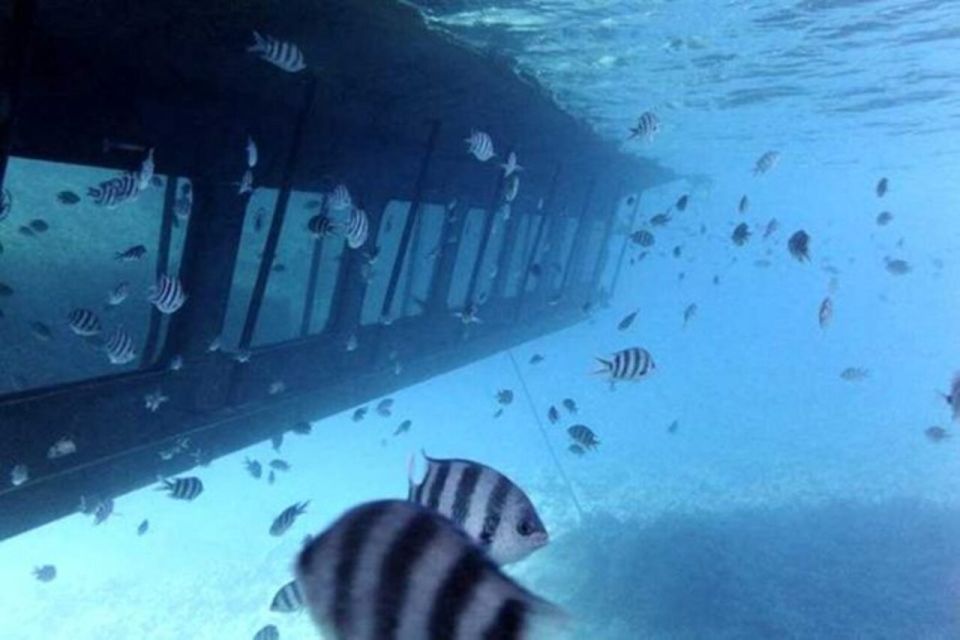 Makadi Bay: Sea Lion Submarine Trip With Snorkeling - Snorkeling Experience
