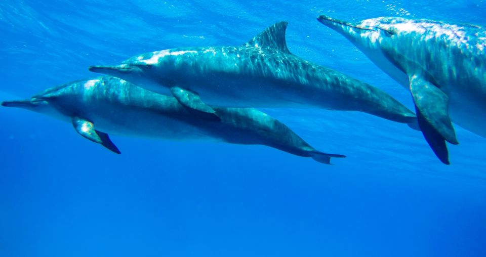 Marsa Alam: Dolphin-Watching Cruise With Snorkeling & Lunch - Safety Measures