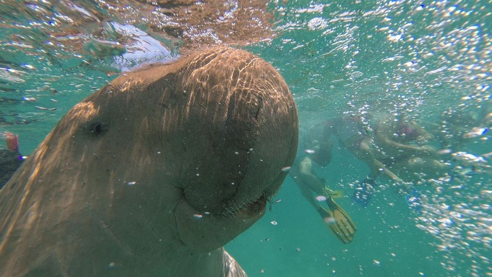 Marsa Alam: Snorkel With Sea Turtles Marsa Mubarak - Common questions