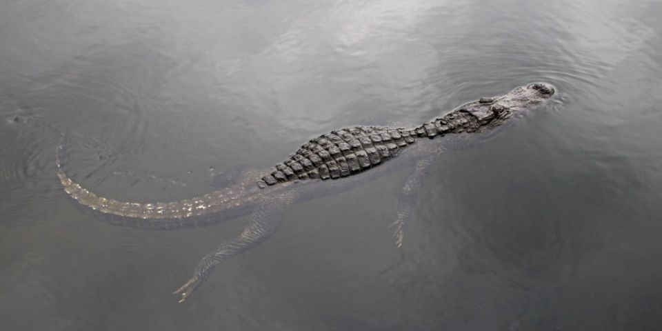 Miami: Small Group Everglades Express Tour With Airboat Ride - Last Words