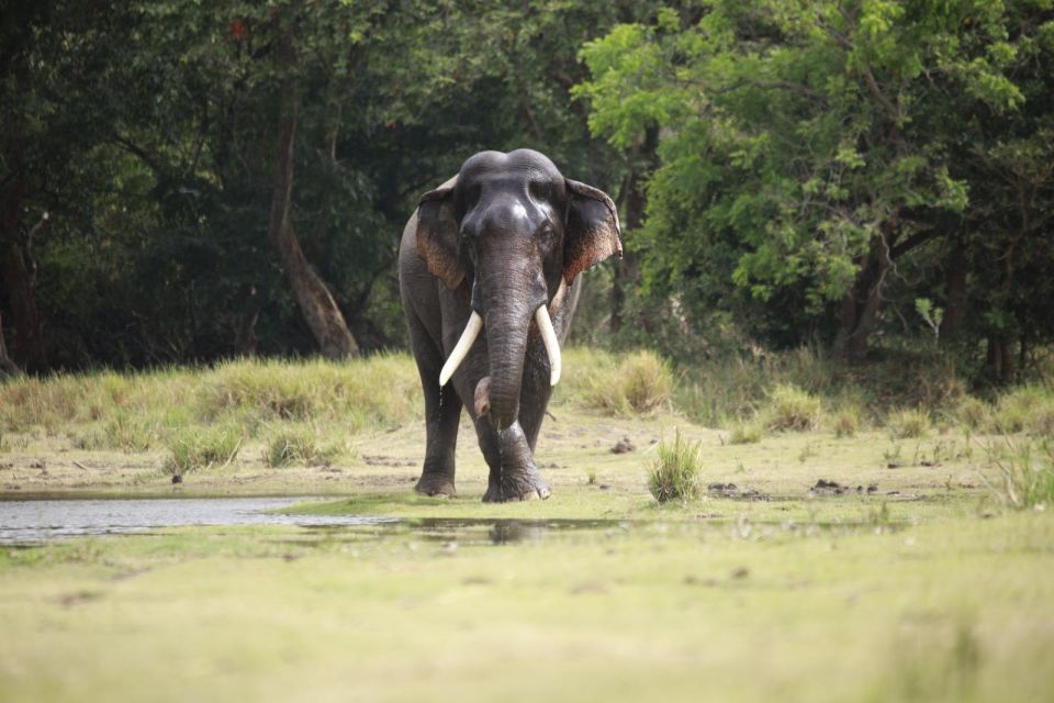 Minneriya Elephant Gathering Safari - Common questions