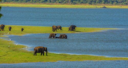 Minneriya: Minneriya National Park Private Safari - Last Words