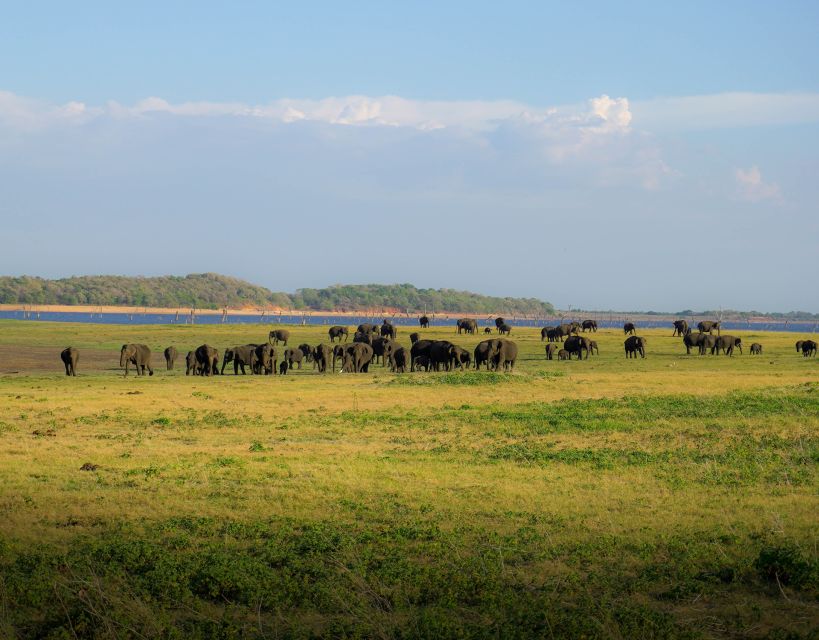 Minneriya National Park Half Day Sri Lanka Jeep Safari - Last Words