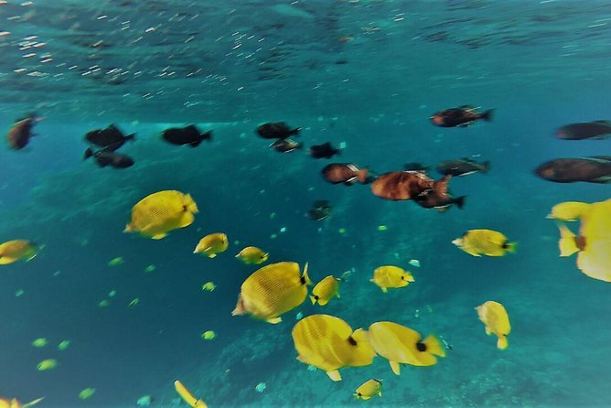 Molokini Crater Zodiak Adventure - Snorkel and Turtle Cove Swim - The Wrap Up