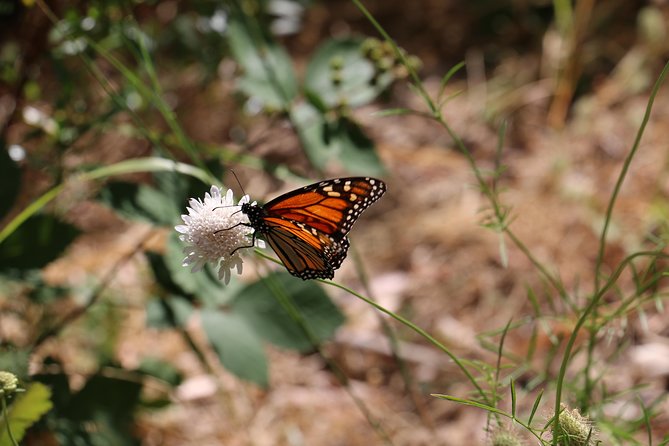 Morialta Wilderness and Wildlife Hike - Booking and Cancellation Policies