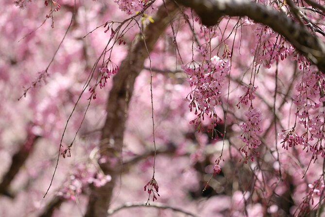 Mt. Fuji Cherry Blossom One Day Tour From Tokyo - Directions