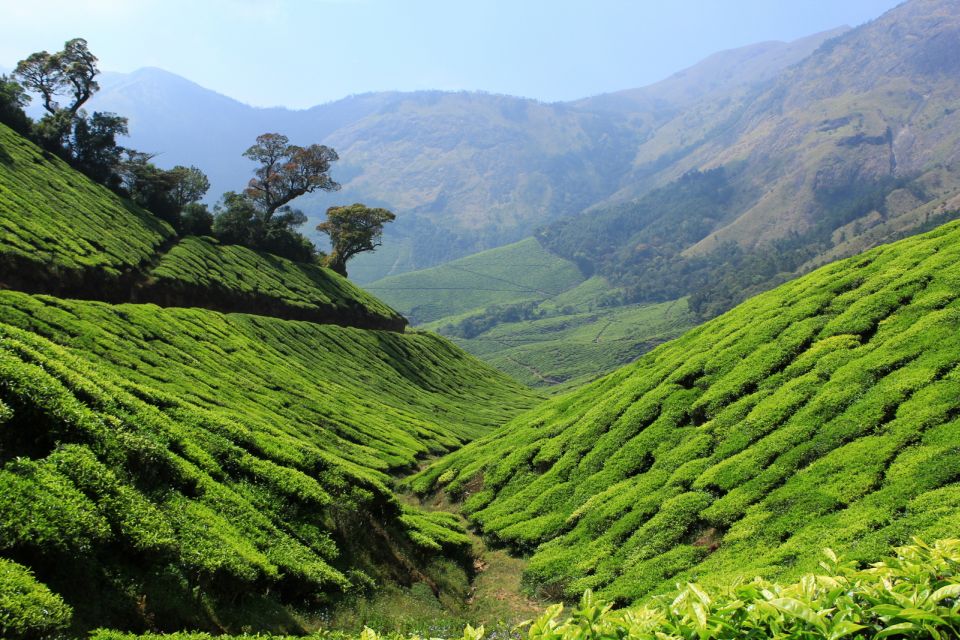 Munnar Private Day Trip - Tour Guide and Transportation