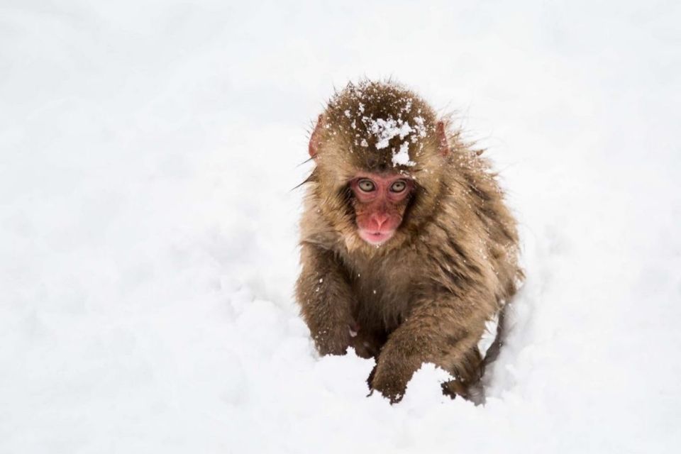 Nagano: Snow Monkeys, Zenkoji Temple & Sake Day Trip - Final Words