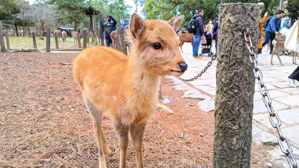 Nara: City Highlights Shared Group or Private Bike Tour - Common questions