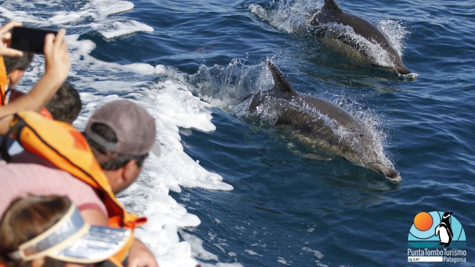 Nautical Tour With Dolphin Search in Puerto Madryn - Wildlife Observation and Return Location