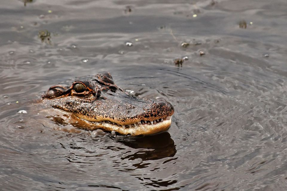 New Orleans: Destrehan Plantation & Airboat Combo Tour - Last Words