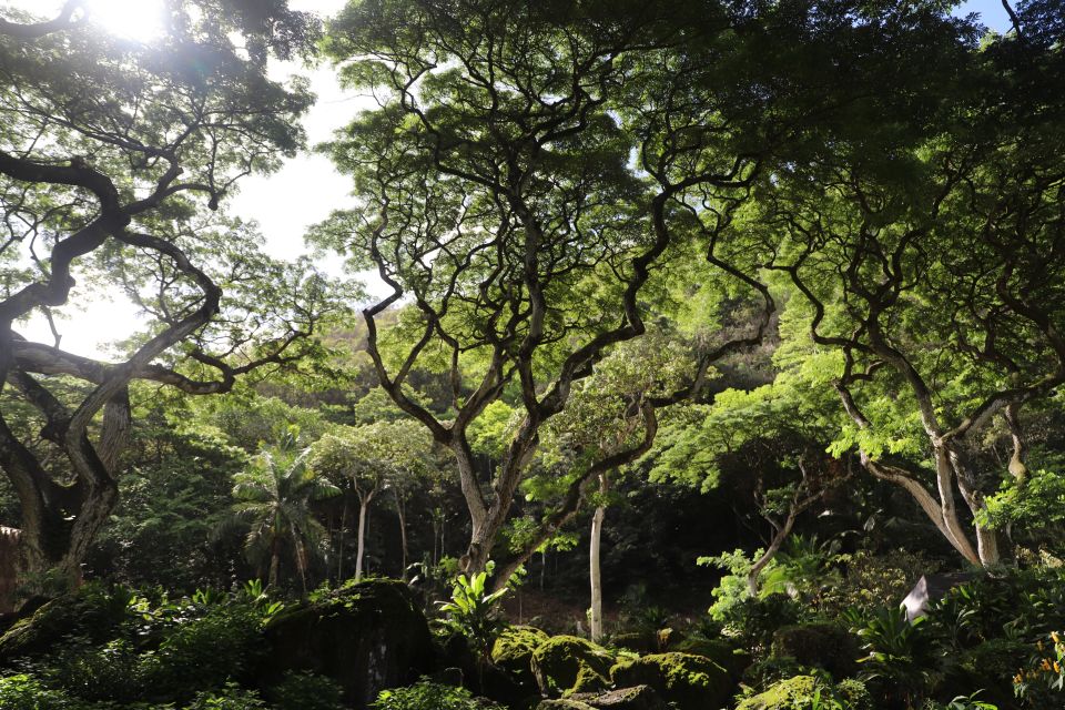 Oahu: Valley of Waimea Falls Swim & Hike With Lunch & Dole - Last Words