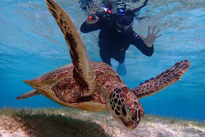 [Okinawa Miyako] Swim in the Shining Sea! Sea Turtle Snorkeling - Directions and Location Details