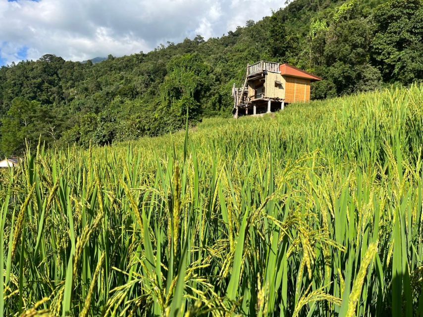 Pa Pong Piang Rice Terraces & Doi Inthanon National Park - Last Words