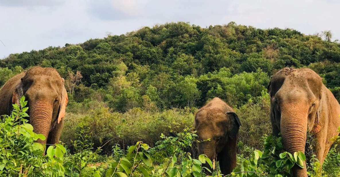 Pattaya : Ethical Elephant Sanctuary Interactive Tour - Common questions