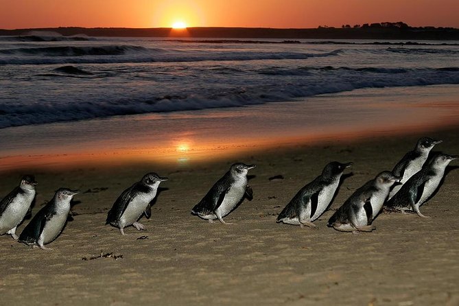 Phillip Island Penguin Parade Day Trip With Koala Conservation Reserve Visit - Traveler Recommendations