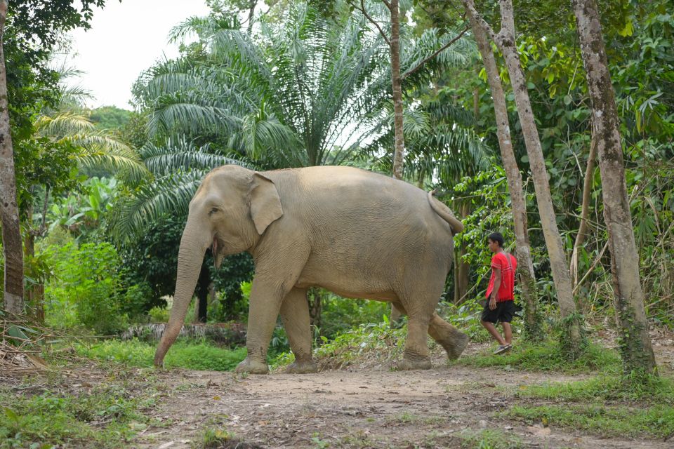 Phuket: Elephant Sanctuary Tour, Cooking Class & Lunch - Benefits of Booking