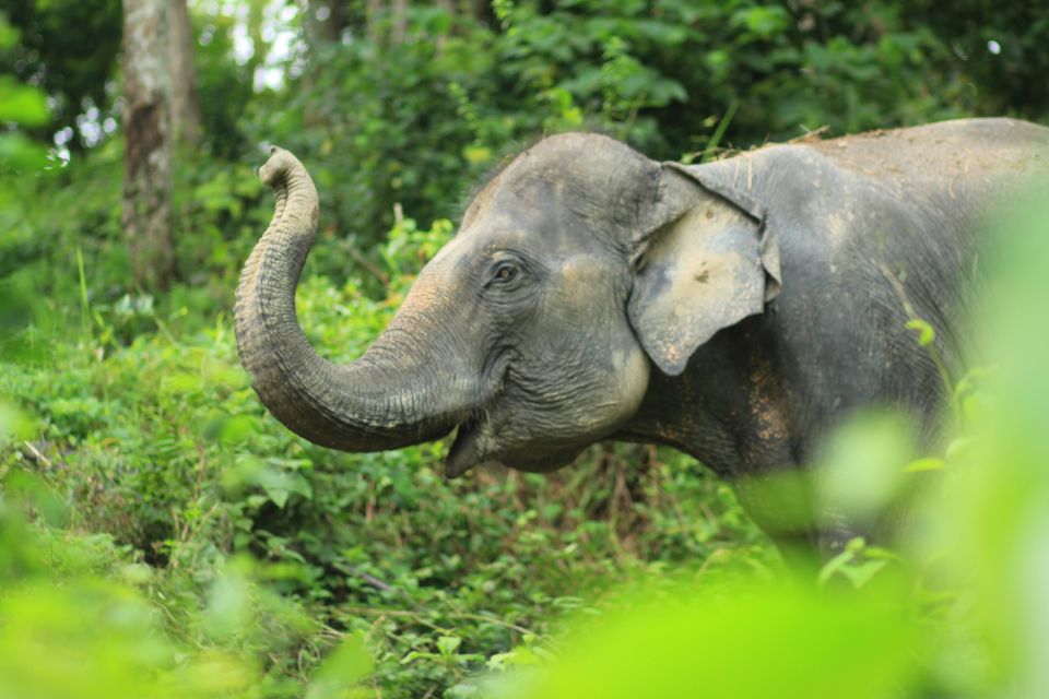 Phuket: Full-Day Elephant Explorer at Phuket Elephant Care - Optional Hotel Pickup