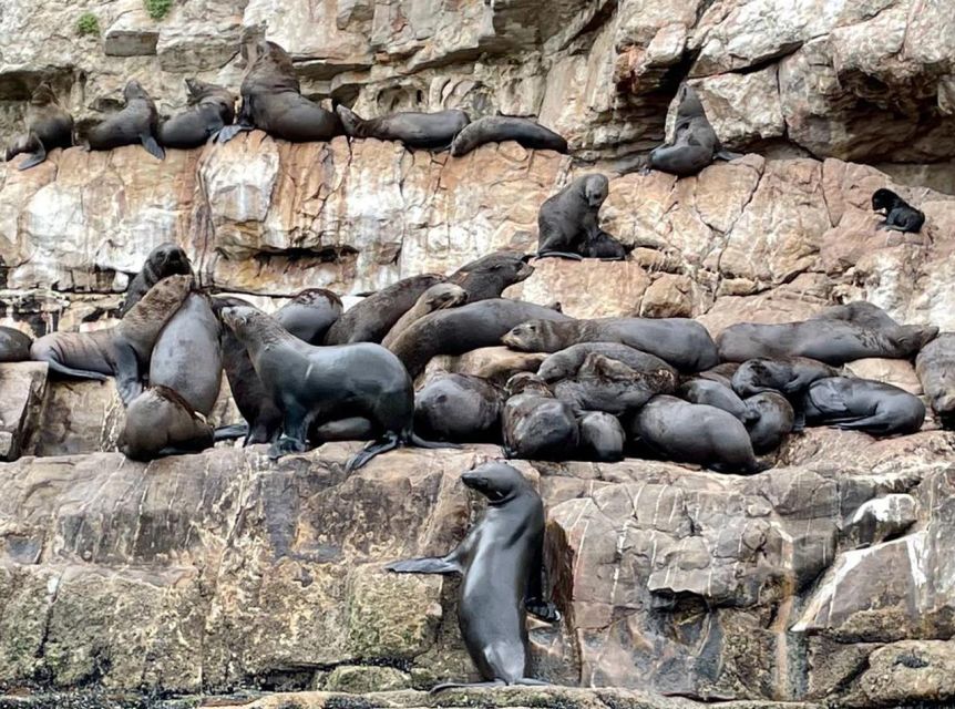 Plettenberg Bay: Seal Viewing Boat Trip - Recommendations