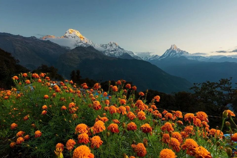 Pokhara: Guided Day Hike From Dampus To Australian Base Camp - Booking Information: Flexible Options