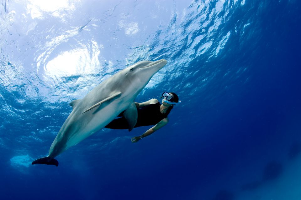 Port Ghalib: Sataya Reefs Dolphin Snorkel Cruise With Lunch - Directions