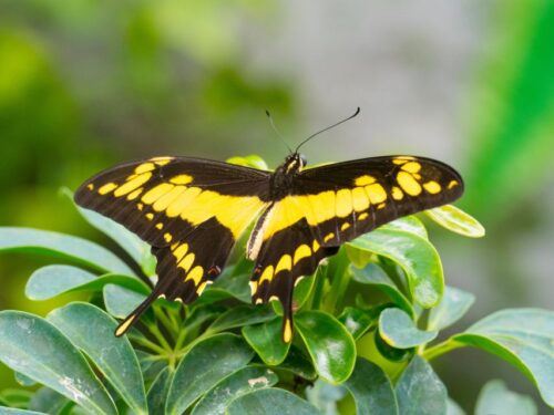 Prague: Papilonia Butterfly House - Last Words