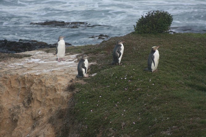 Private Guided Tour of Dunedin City Heritage and Unique Wildlife and Scenery - Common questions