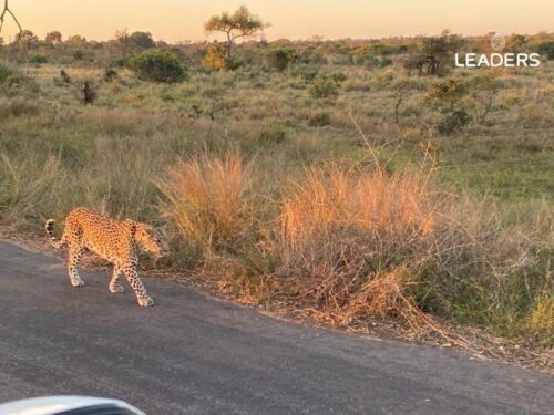 Private Kruger National Park Full Day Safari - Bird-Watching Opportunities