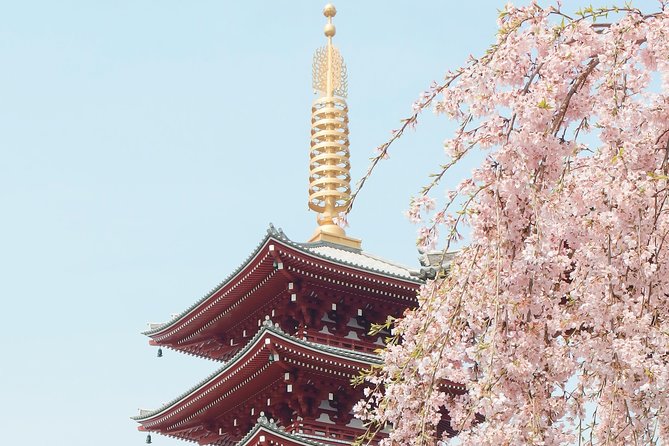 Private & Unique Kyoto Cherry Blossom "Sakura" Experience - Last Words