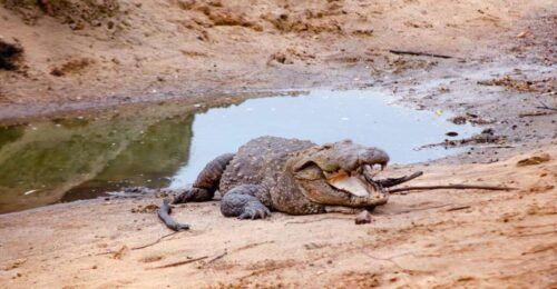 Private Yala National Park Wildlife Safari From Hambantota - Last Words