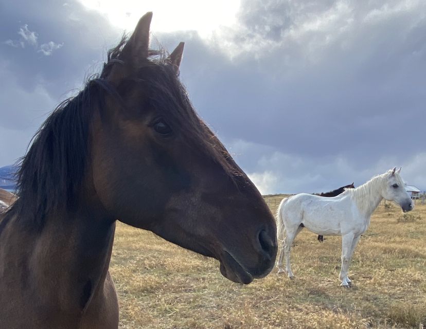 Puerto Natales: Horseback Riding With Horse Connection - Common questions