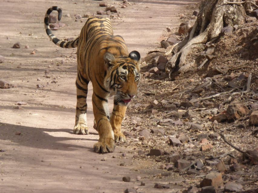 Ranthambore National Park - Visitor Experience Highlights
