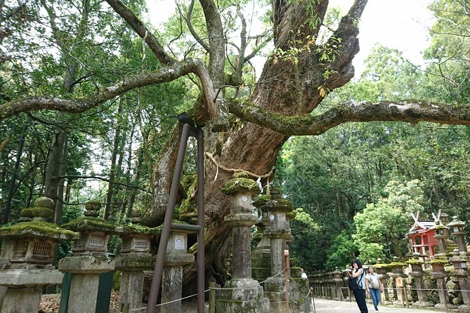 Relax in Nara: Deer Park, Todai-ji Temple and Merchants Town - Getting Around Nara