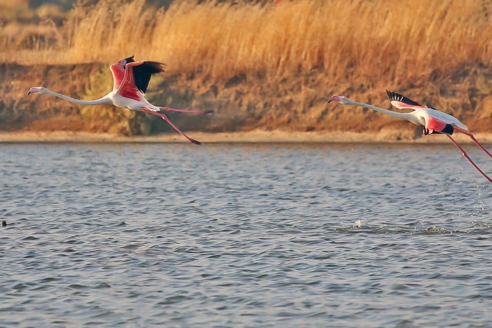 Ria Formosa: Sightseeing Boat Tour From Olhão - Common questions