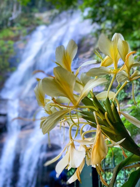 Rio De Janeiro: Tijuca Forest, Waterfalls, and Cave. - Tips for an Enjoyable Experience