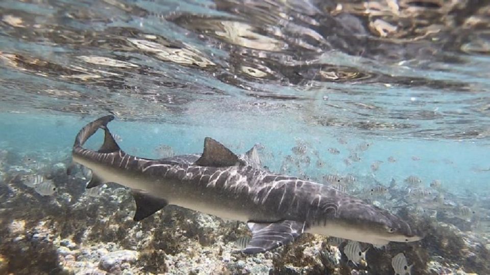 Sal Island: Shark Bay Experience From Santa Maria - Last Words