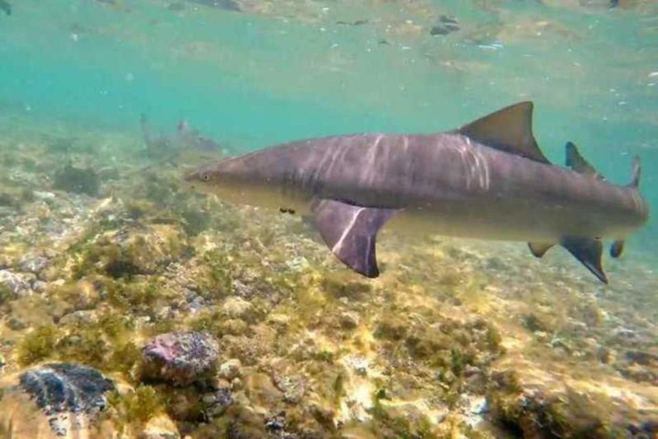 Salt Pans & Lemon Sharks Experience - Common questions