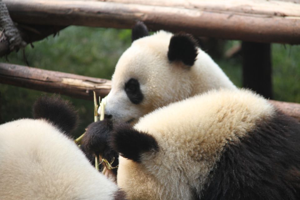 Sechuan: Big Panda Volunteer Day With Feeding and Bathing - Last Words
