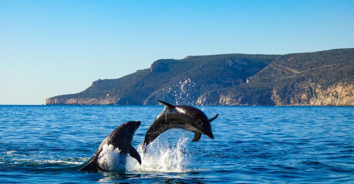 Sesimbra:Private Dolphin Watching Tour Arrábida Natural Park - Safety and Accessibility