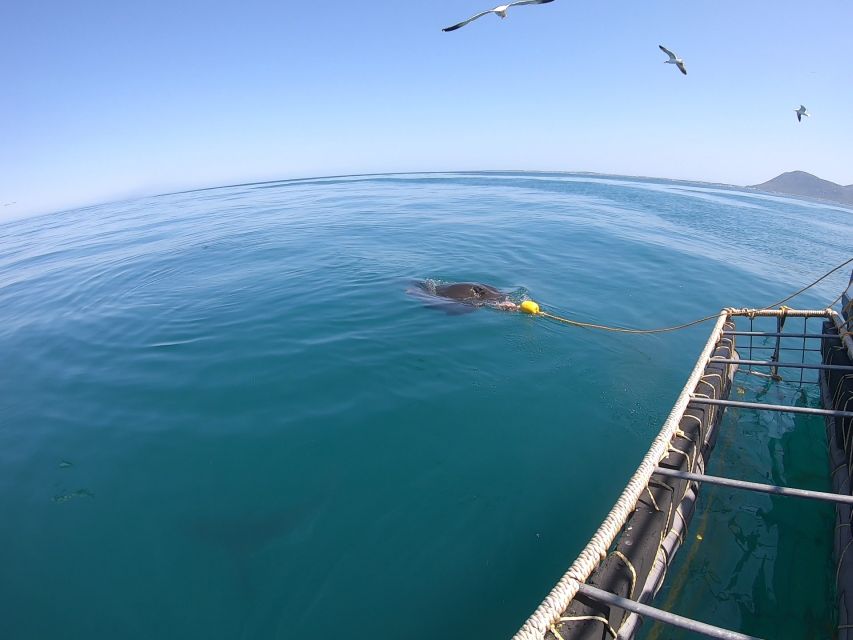 Shark Cage Diving and Boat Viewing : Gansbaai - Common questions