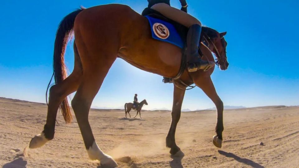 Sharm: Arabian Adventure Horse Ride & Camel Ride W Breakfast - Cancellation Policy & Reservation
